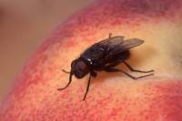 Mouche adulte